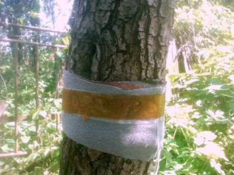 Делаю ловчий пояс от муравьев на деревьях — из фольги, и через такой барьер они не переползают